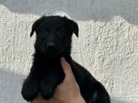 ALMAN KURDU YAVRULARIMIZ YENİ YUVASINI ARIYOR