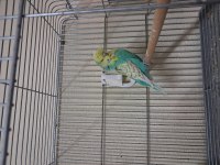 Show jumbo muhabbet kuşu