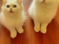 British longhair 5 aylık