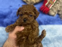Red Brown Toy Poodle Yavrular