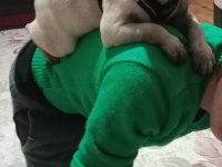 inanın çok seveceksiniz pug