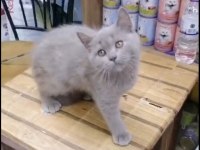 British Longhair Yavrumuz Irk Ve Sağlık Garantili