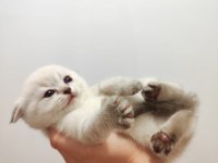 25 günlük 3 adet Scottish Fold ve Anneleri