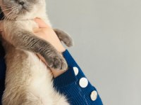 Cins british shorthair kediler