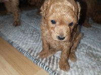 Toy poodle yavrularımız sahiplendirilecek