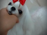KORE MALTESE YAVRULAR