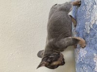 Lilac and Tan french bulldog Bebekler