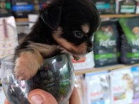 Minnacık teacup LONGHAİR CHİHUAHUA