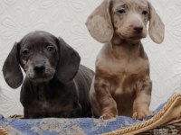NADİR BULUNAN RENK VE KALİTEDE DACHSHUND YAVRULAR