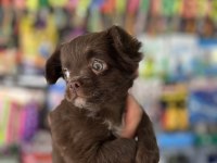 Kalite isteyene çikolata longhair chihuahua bebekler