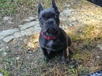 Bakımlı 3.5 aylık eğitimli dişi french bulldog