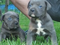 CANE CORSO YAVRULARI MÜKEMMEL ARAYANLARA