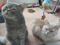 GÜZEL KEDİLERİMİZ YENİ SAHİPLERİNİ BEKLİYOR