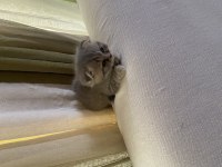 Uygun mama parasına scottish fold