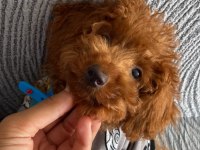 Toy poodle sahiplendirme tuvalet eğitimi vardır