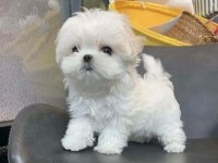 Orjinal safkan morkie