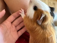 1,5 Yaşında 2 Tatli Ginepig Oglumuza Omurluk Yuva Ariyoruz