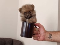 Sağlıklı Pomeranian Yavrularımız