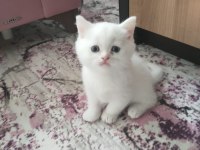 2 adet beyaz mavi gözlü teslime hazır british shorthair