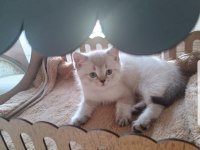 British shorthair 2 aylık erkek