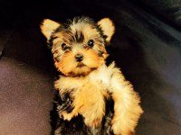 Orijinal sıfır beden yorkshire terrier