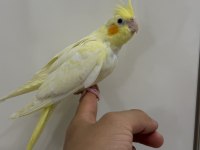 Sultan papağanımız sahiplendirilecek