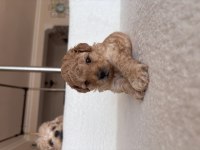5 haftalık poodle