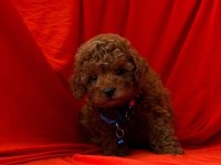 Sağlık Ve Irk Garantili Toy Poodle Bebeklerim