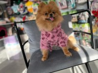 TEDDY BEAR 1 YAŞ ÜST KALİTE DİŞİ POMERANİAN