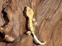 YAVRU CRESTED GECKOLAR