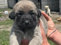 Köpekler 81 ile sorunsuz gönderim var