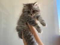 British Longhair Yavru Kedimiz
