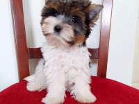 Yorkshire Terrier Ve Biweryork Yavrular