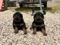 Üst segment dişi erkek rottweiler bebekler