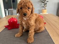 Dişi Toy Poodle