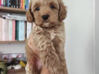Maltipoo erkek dişi yavrularımız mevcuttur