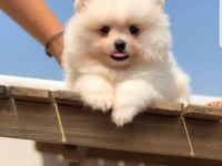 Ayı surat pomeranian