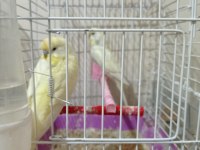 10 adet muhabbet kuşu