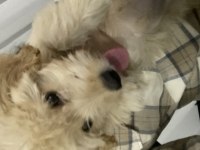Maltipoo acil sahiplendirme