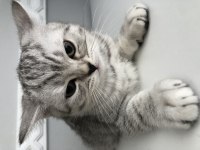 2 AYLIK YAVRU CİNS KEDİMİZ