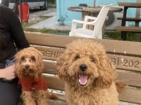 2 yaş erkek poodle dişi eş arıyorum