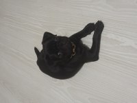 Aşıları tam 3.5 aylık dişi pug