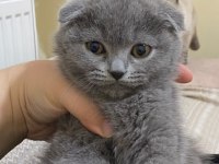 Oyuncu Scottish Fold Kızımız