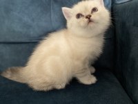 Şeker gibi british shorthair yavru