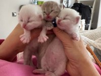 Üst sınıf British Longhair yavrularımız