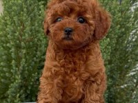 KORE KAN RED BROWN TOY POODLE