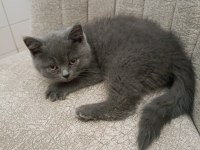 2 aylık british shorthair