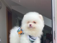 AYI SURAT POMERANİAN BOO YAVRULAR