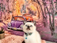 Uygun verilecek british shorthair yavrular