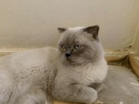Scottish fold kedime dişi arıyoruz çiftleşecek